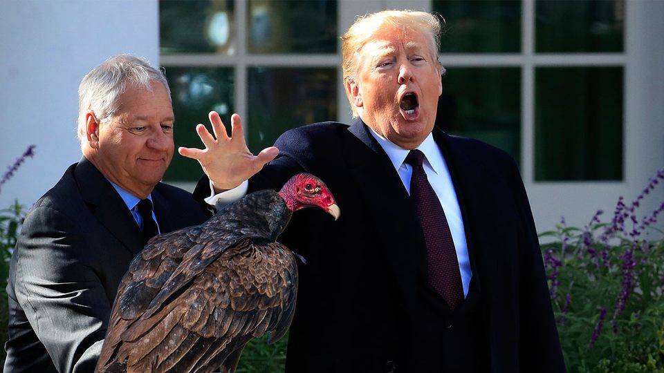 The Turkeys Leading The Polls For Presidential Pardon